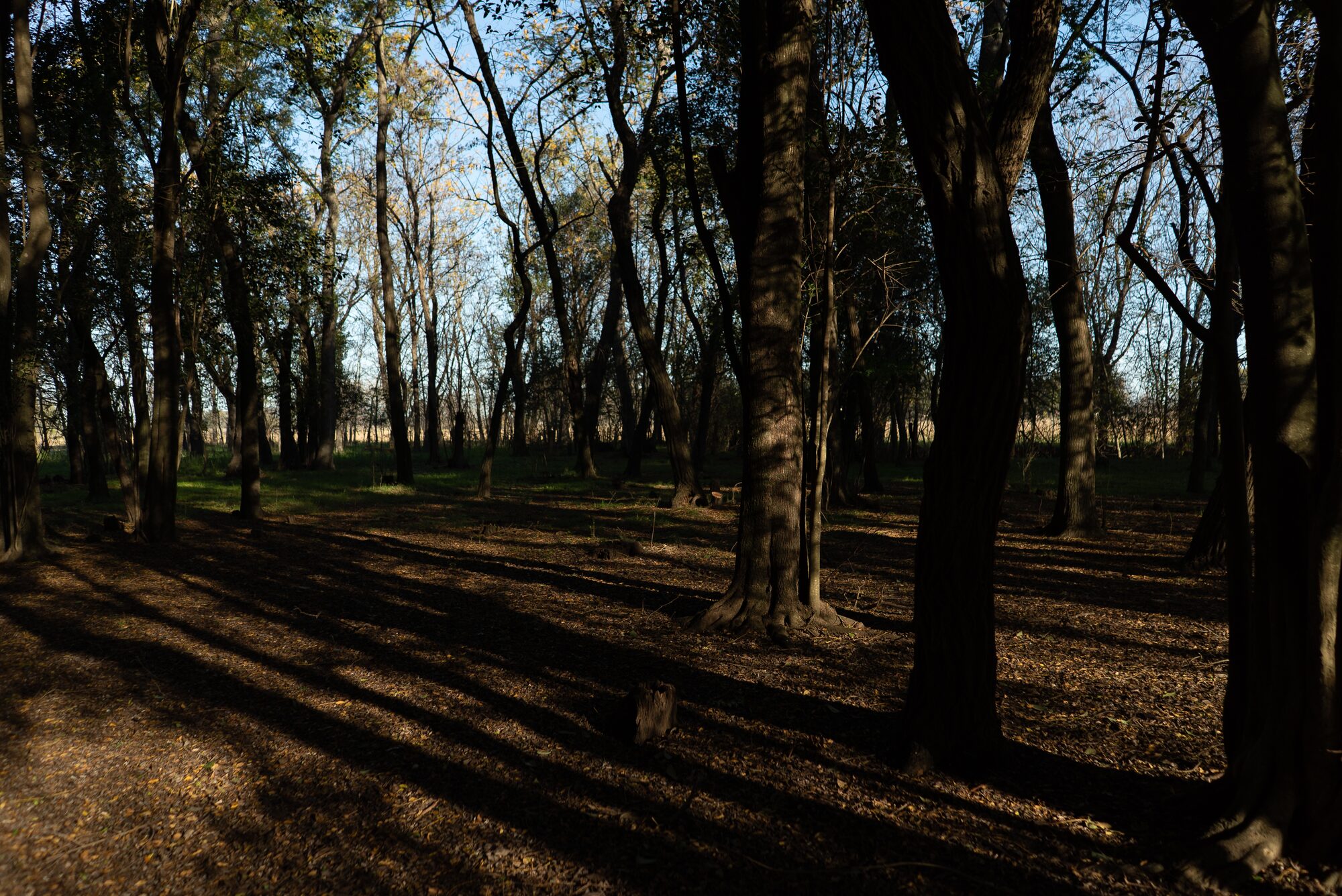 Bosquecito