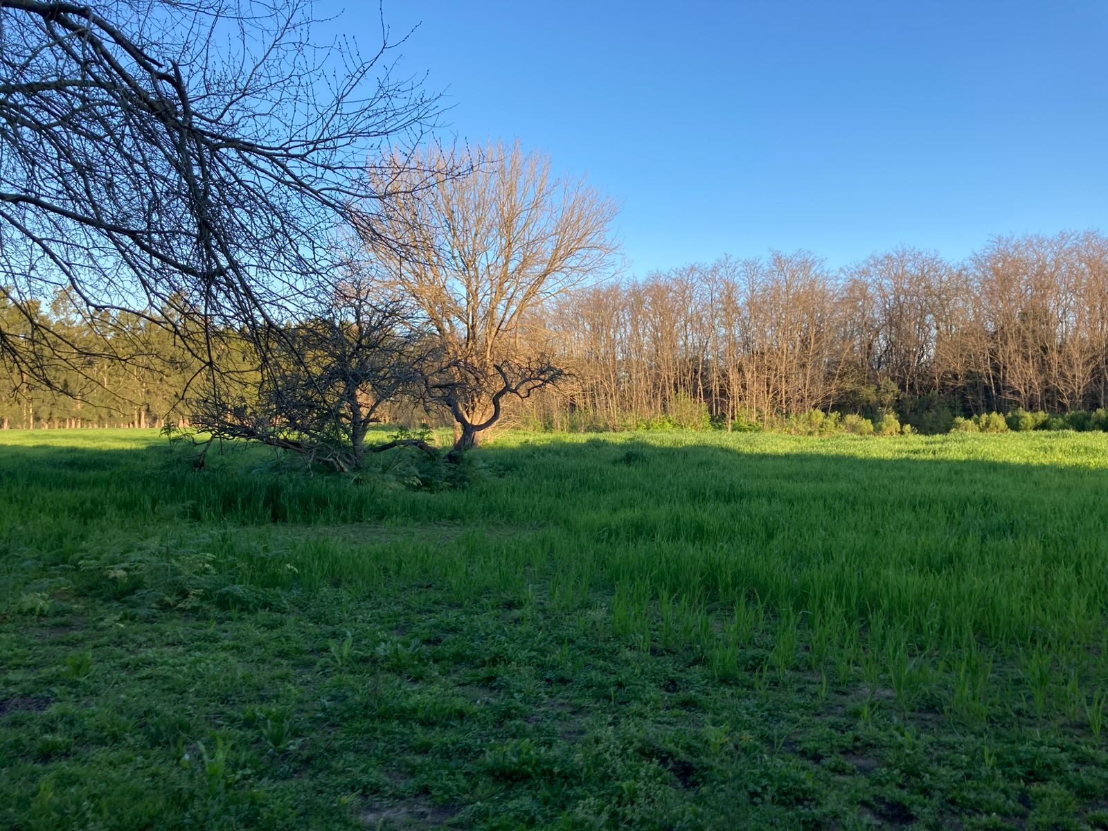 Campo Julio-Mercedes — foto 07