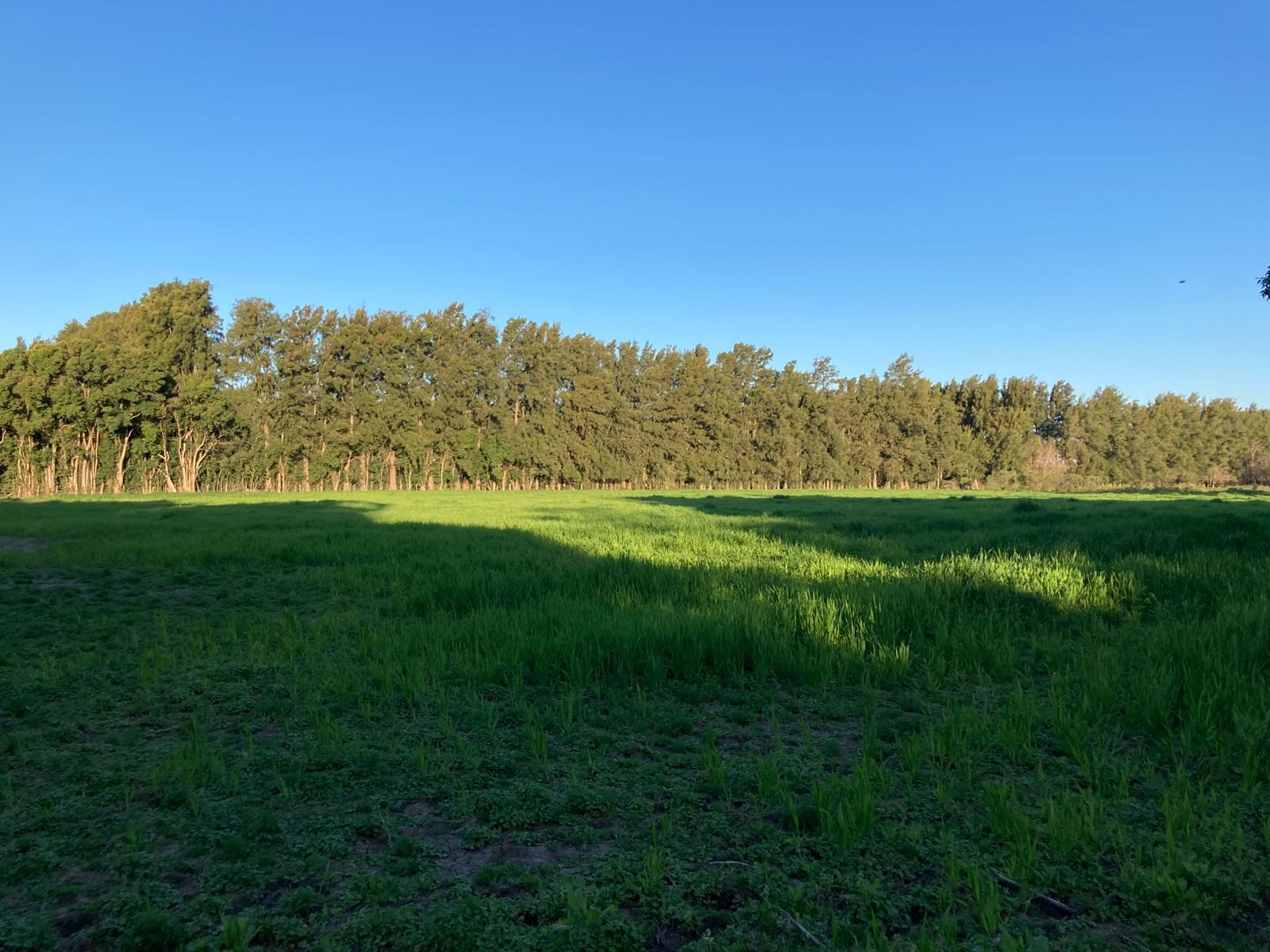 Campo Julio-Mercedes — foto 18
