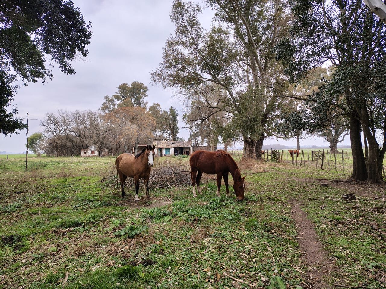 Campo La Cañadita-Luján — foto 20