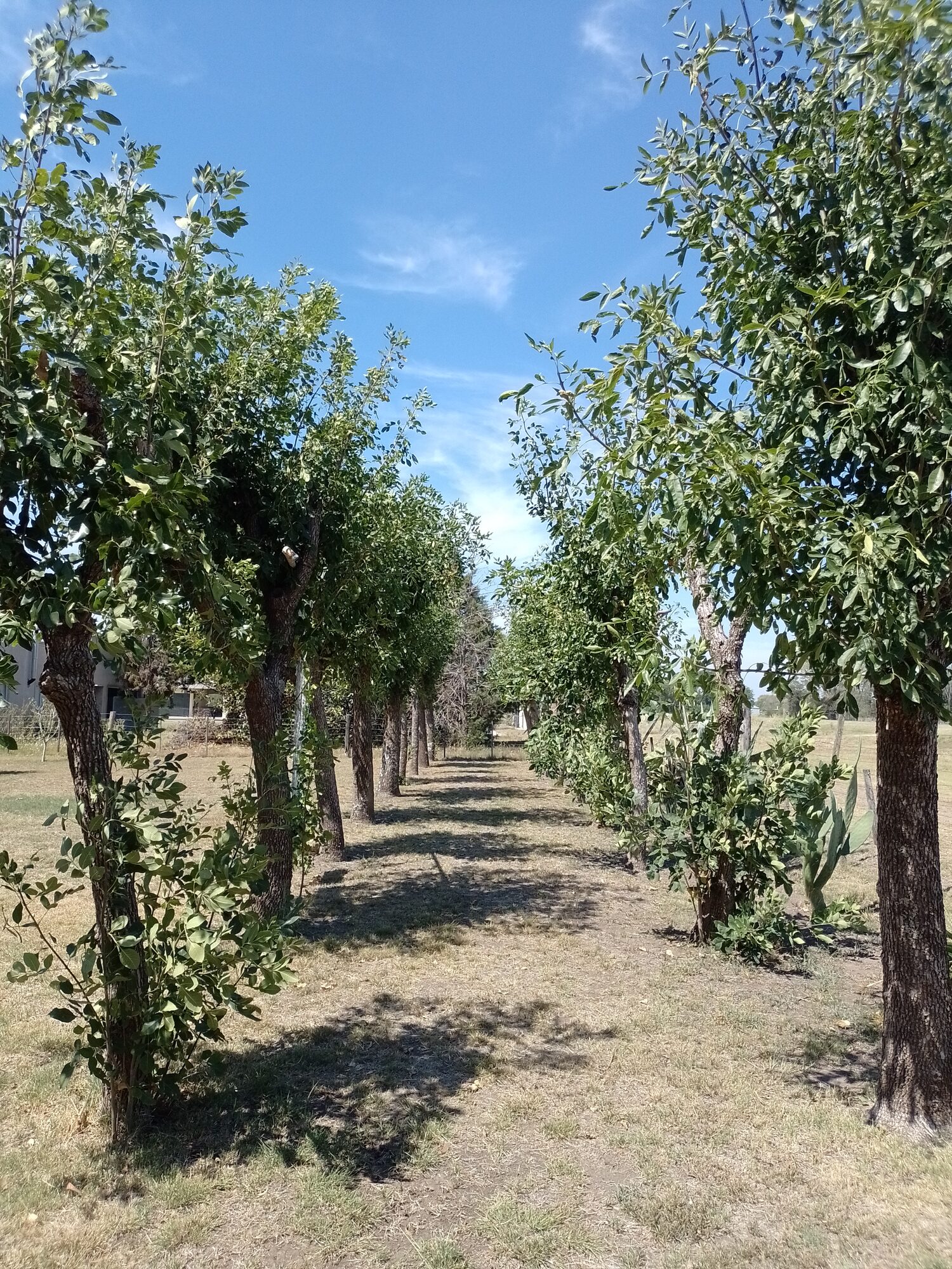 Casa quinta- Chivilcoy — foto 14